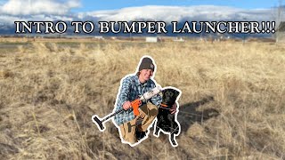 Introducing my Dog to the Bumper Launcher!! | TRAINING MY DUCK DOG | PART 8