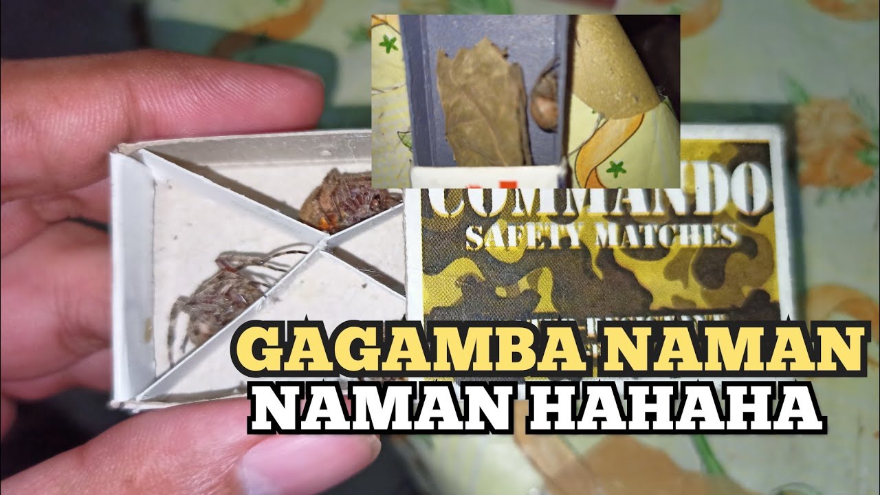 MY GAGAMBA COLLECTION | BATANG90'S | #35 VLOG - YouTube