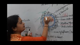 structure of human ovum | Sheetal Mishra Biology Classes | secondary Oocyte | zona pellucida | 12th