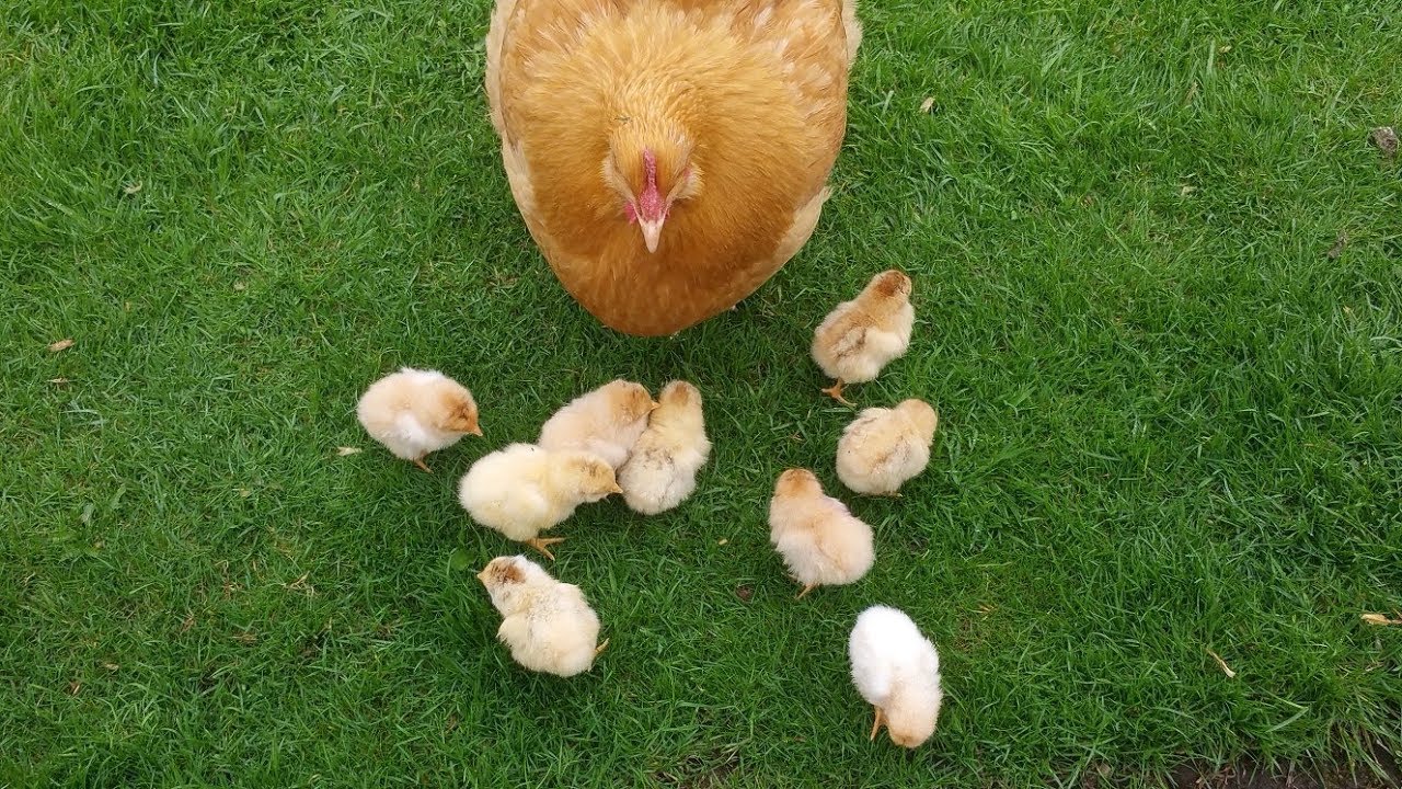 Fertility Testing Chicken Eggs YouTube