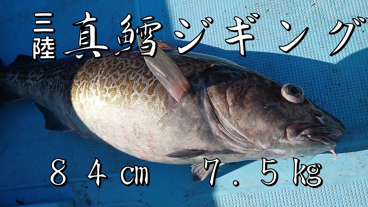 【釣り】三陸真鱈ジギング。爆釣リベンジ。今宵も沖まで一人旅。