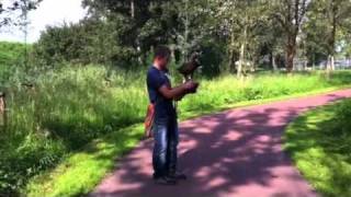 Vrij Vliegen Met Een Roofvogel, Mijn Woestijnbuizerd Joy, In De Bebouwde Kom