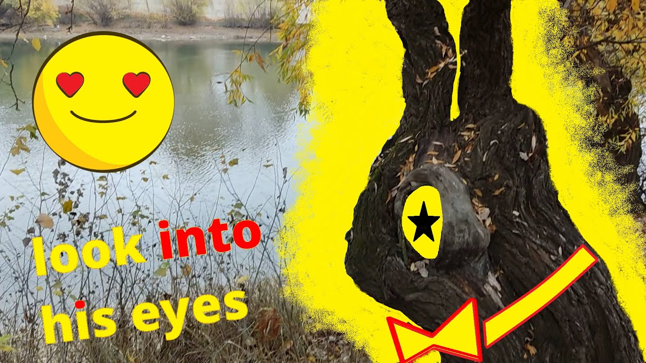 Giant BUNNY. Like a BUNZO BUNNY. Treasure. Found Rubbit in Forest