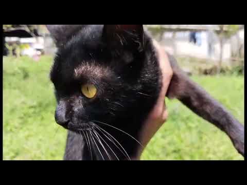 KUCING HITAM MAIN DI KEBUN