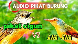 suara pikat burung klik klik dan cigun  ribut