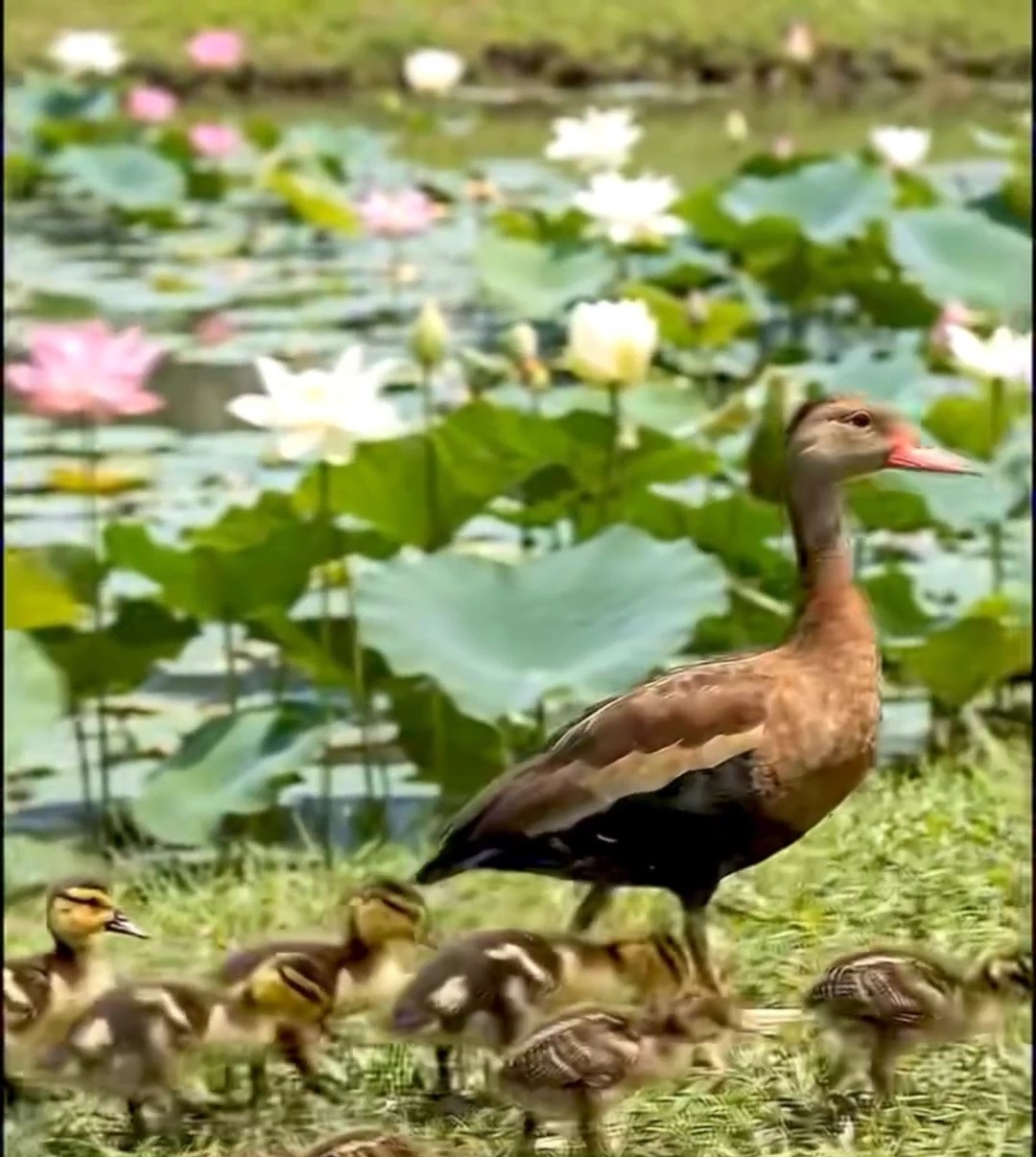 यूट्यूब चैनल - ShareChat