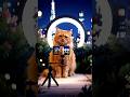 cute billi blog bna rhi h #shorts #shortsfeed #ytshorts