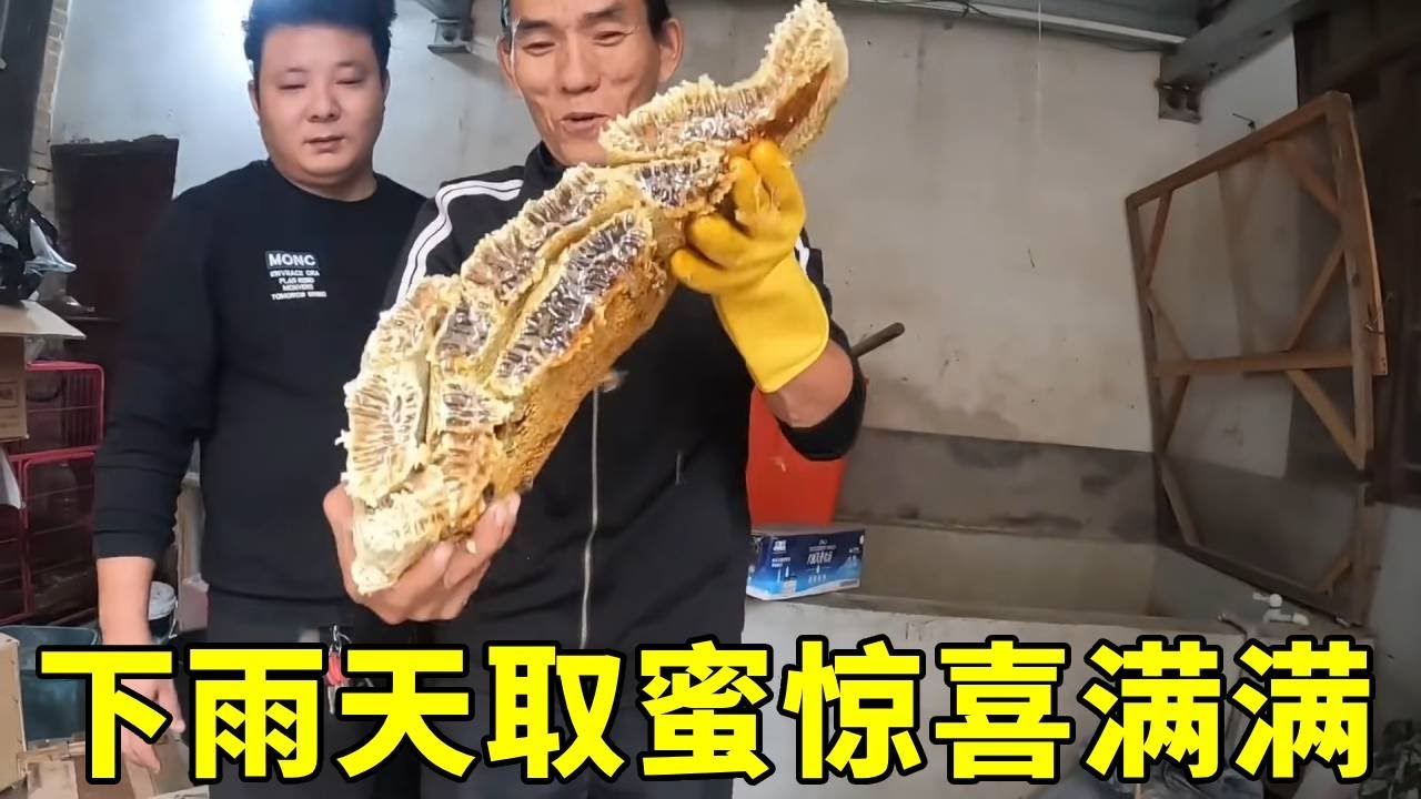 今天趁着下雨天来取蜜，没想到惊喜满满，这回运气太好了！