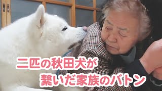 秋田犬げんき無言の圧力でおねだりをするakita Dog 秋田犬げんき Thewikihow