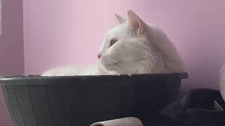 Angry Turkish Van Cat Hissing And Growling To Her Roommate