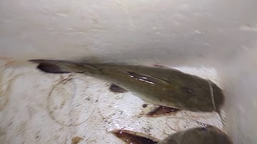 Câu cá Phan Rí Cửa (Hội Tầm Ngư)