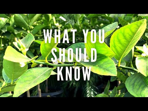 Top Secrets For Beautiful Citrus Trees!! | How To Grow Healthy Citrus Trees In Containers!!