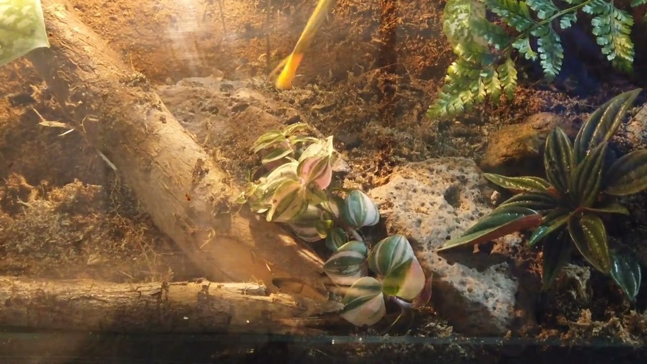 Terrarium built in an IKEA SOCKER YouTube