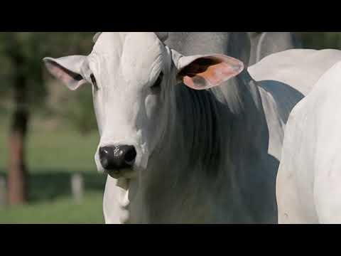 Bem-vindos ao Leilão Naviraí Territórios!