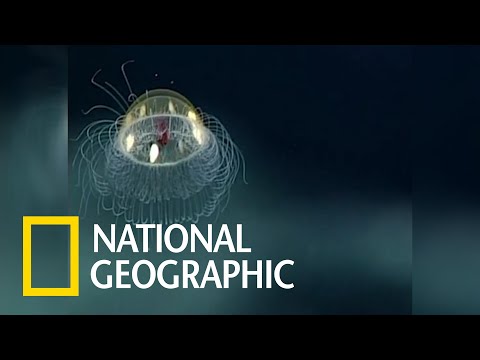 跟NOAA科學家一起觀察美麗的深海水母《國家地理》雜誌