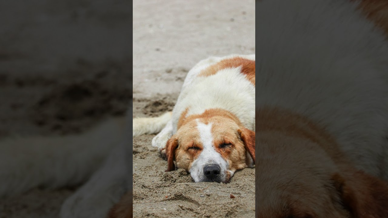 Deep Sleep Music for Insomnia | Calm Night Sound