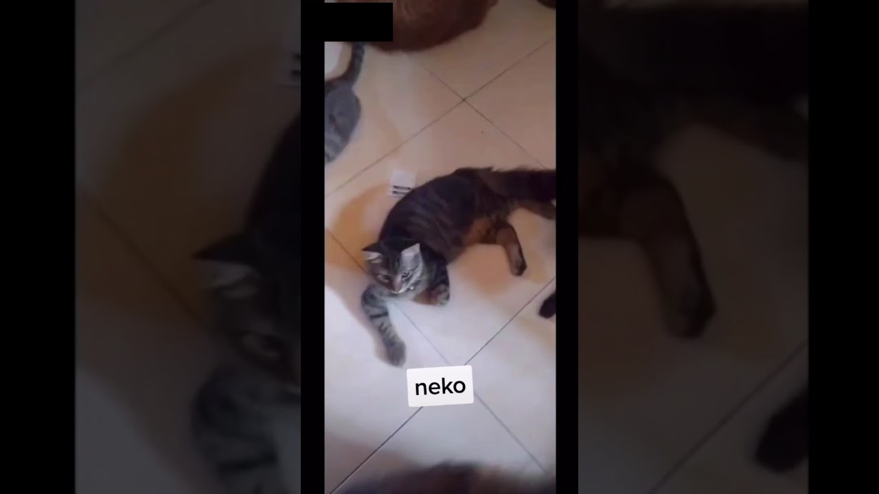Cat, kucing lucu, kucing nggemesin 