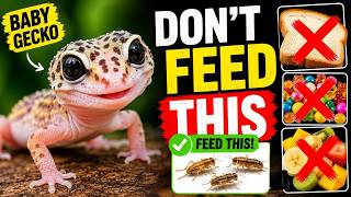What Do Baby Geckos Eat? Don’t Feed Them This