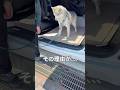いつもは余裕なのに突然車から降りれなくなったシベリアンハスキー…