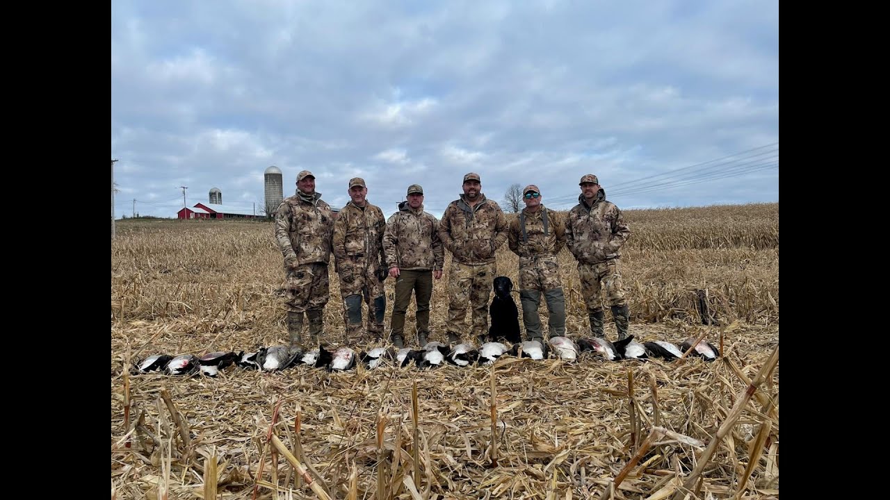 Small corn field goose hunt ( 6 man limit) - YouTube