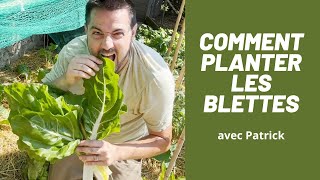 POTAGER: comment planter blette/poirée/bette. ASTUCE et CONSEIL
