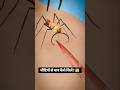 चींटियों से घाव को कैसे सिले 🤔 How to stitch a wound from ants #shorts #facts #amazingfacts