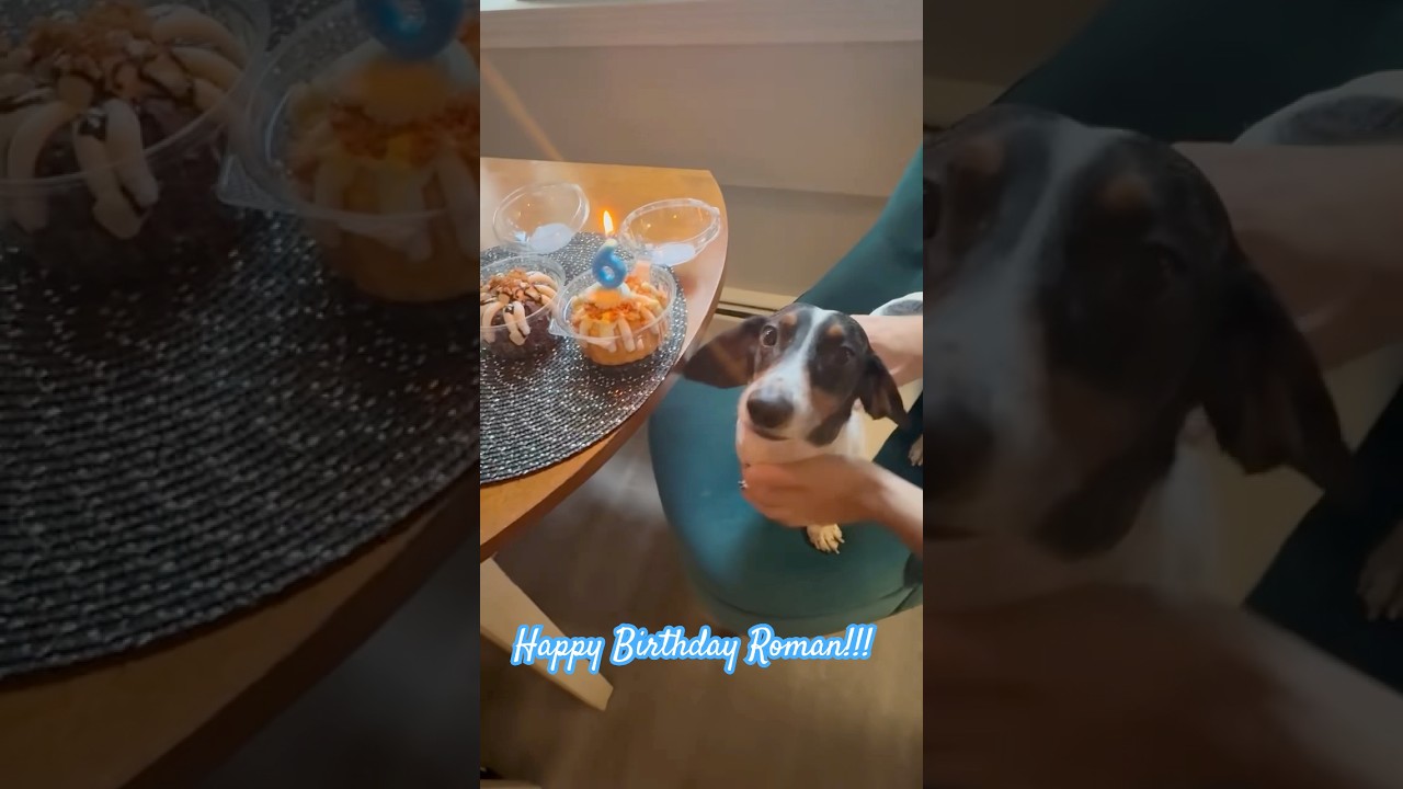 Happy Birthday to my Grand Dachshund Roman!!! 