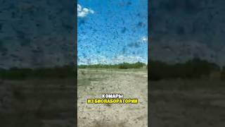 ⚡️БОЕВЫЕ КОМАРЫ ВСУ АТАКОВАЛИ БУРЯТИЮ