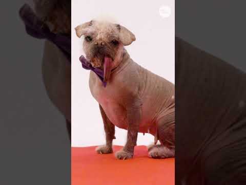 Discover USA's Favorite Pet with Peggy #Shorts