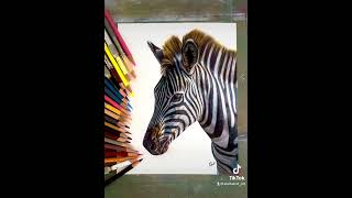 Every tool I use! The Panasonic KP-310 electric sharpener helped as well 👍 #zebra #artist #shorts