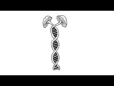 მარადიული დაბრუნება