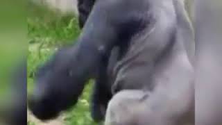 Download Lagu Anjiiir, , , kingkong ternyata bs kentut MP3