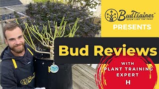 Autoflowering-Anbau Woche 1-6: Starten, Training, Topping! Ep. 1 – BUD REVIEW