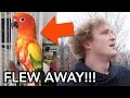 MY BROTHERS PARROT FLEW AWAY (PRANK WARS)