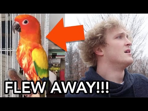 MY BROTHERS PARROT FLEW AWAY (PRANK WARS) MY BROTHERS PARROT FLEW AWAY (PRANK WARS)