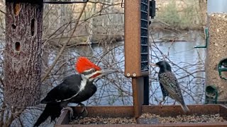 Pileated Woodpecker Makes Two Attempts To Visit The Cornell Feeders – April 15, 2024