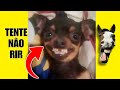 VÍDEOS ENGRAÇADOS 47: TENTE NÃO RIR #videosengracados #tentenaorir #humor #comedia #tiktok #memes