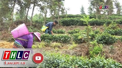 Mường Khương nỗ lực giảm nghèo | THLC