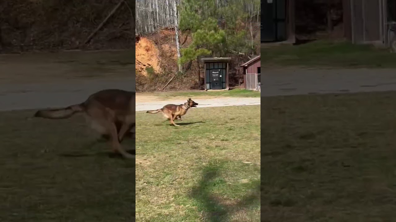 K9 Griff and his Handler! 