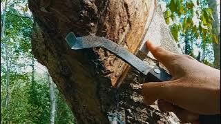 Jangan Di toreh Saat Pohon karet daun muda