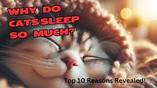 10 Reasons Why Cats Sleep So Much: What Every Cat Owner Should Know