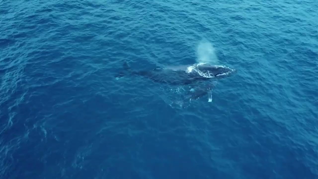 Whales in Cabo
