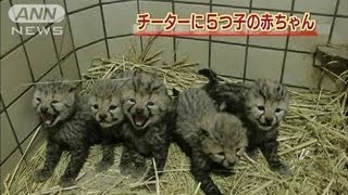 貴重なキングチーターも！多摩動物園で5つ子出産（13/01/31）