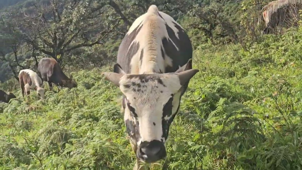 ချင်းတောင်ကနွားနောက်တွေ ဘယ်လိုထားလဲ