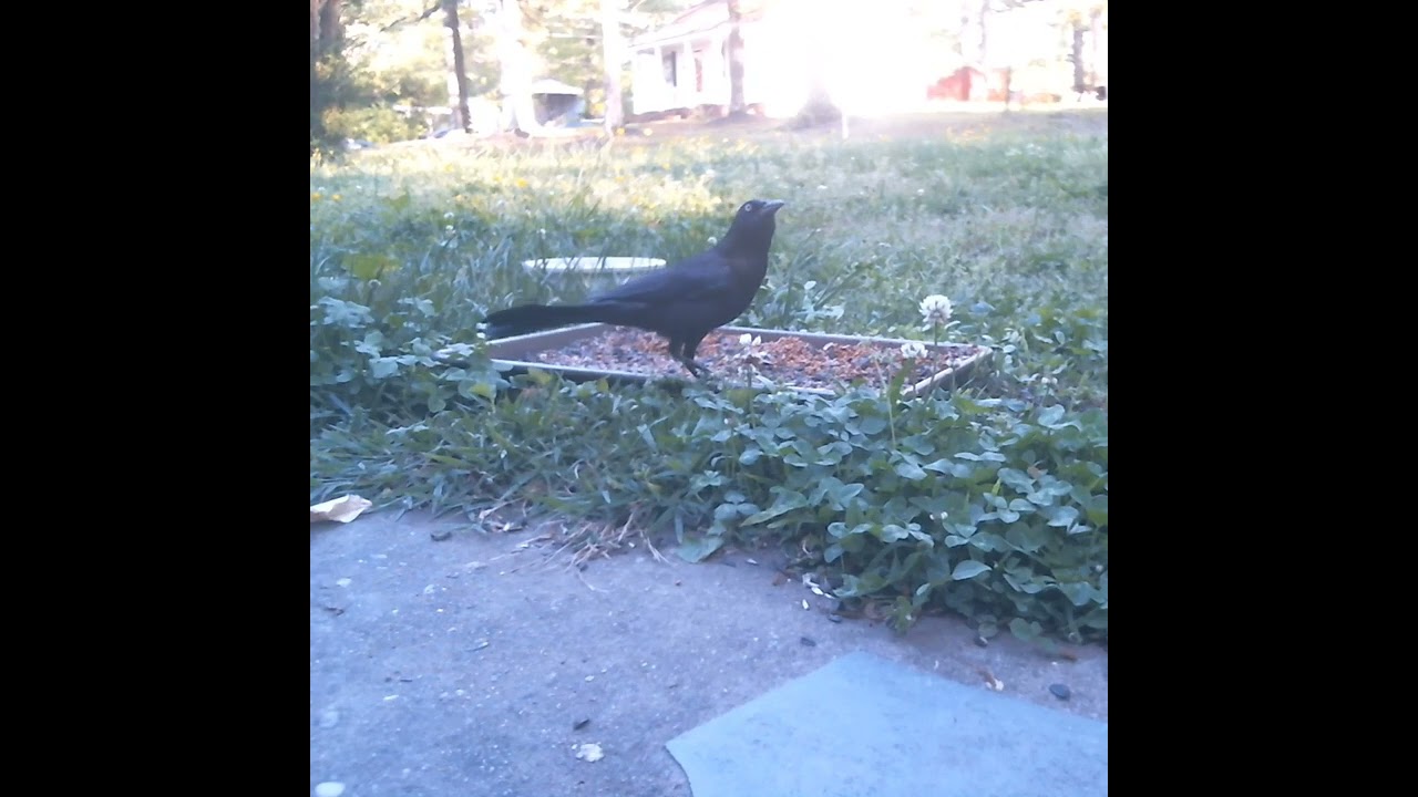 Common Grackle - Wild Birds In North Carolina