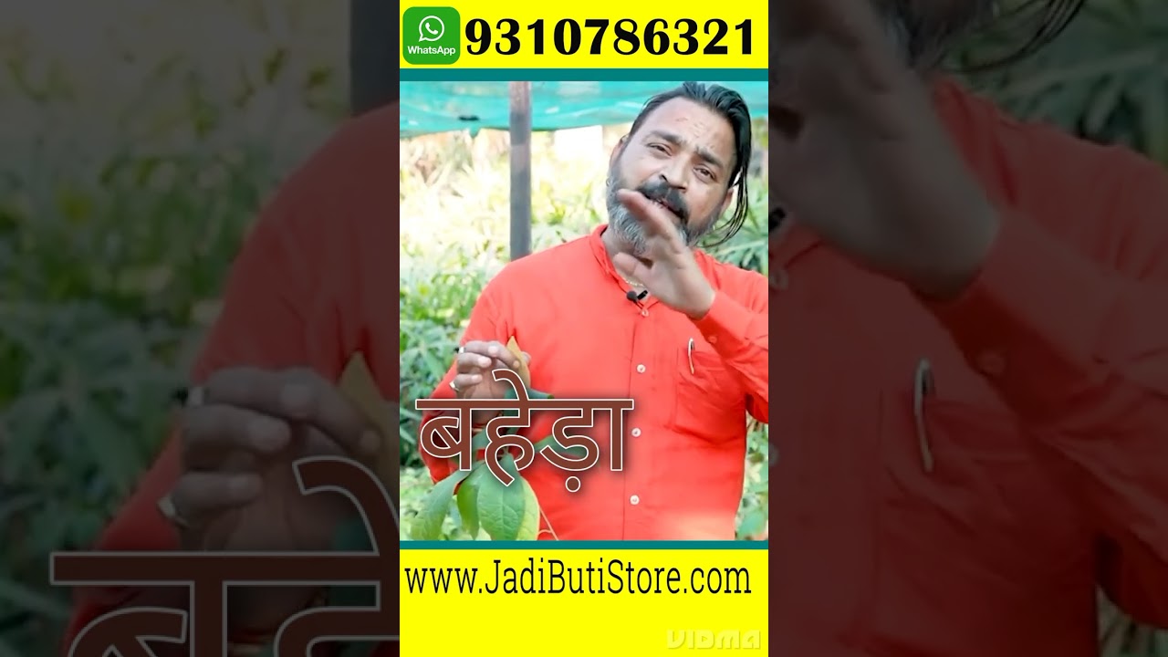 Baheda (Bibhitaki): Ayurveda ka Chhupa Hua Hero | 