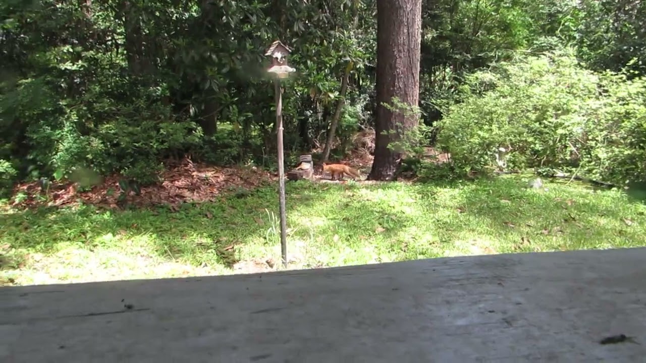 Young Fox in the Yard