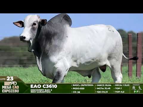 LOTE 23