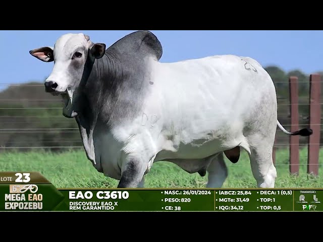 LOTE 23