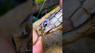 Helping a Snake Remove Stuck Shed Skin 🐍✨